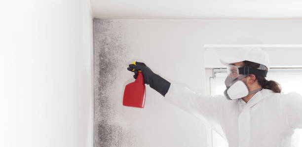 Best Emergency Mold Removal  in Ormond By The Sea, FL