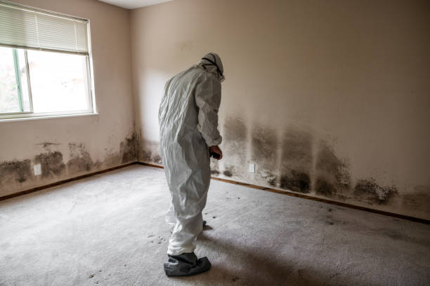 Mold Testing and Removal in Ormond By The Sea, FL